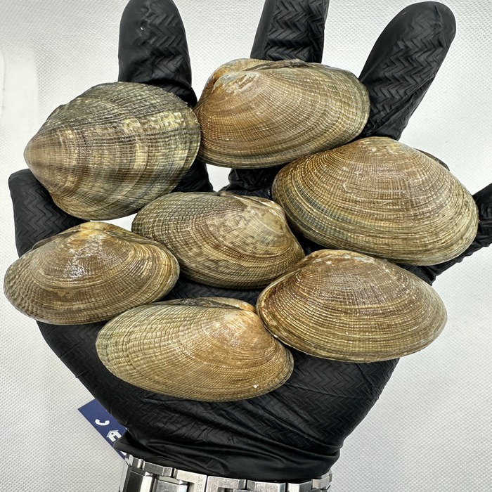 where to buy fresh manila clams