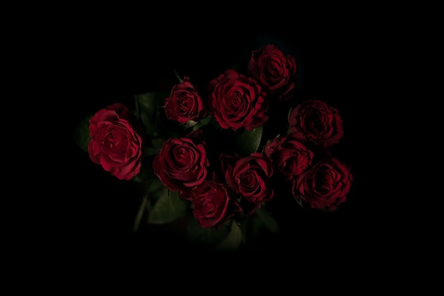 dark roses