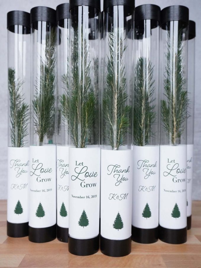 pine seedlings